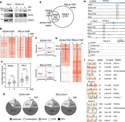 SOX4 and RELA Function as Transcriptional Partners to Regulate the Expression of TNF- Responsive Genes in Fibroblast-Like Synoviocytes